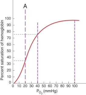Which of the following scenarios does label A most likely represent?   A)  oxygenated blood at high altitudes B)  oxygenated blood in systemic arteries C)  deoxygenated blood due to contracting skeletal muscles D)  deoxygenated blood due to high cooperativity between oxygen and hemoglobin E)  deoxygenated blood in systemic veins at rest