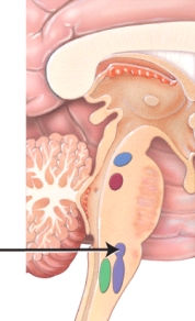 The figure below shows various components of the respiratory center. Identify the group of neurons indicated by the arrow.   A)  pre-Bötzinger complex B)  medulla oblongata C)  dorsal respiratory group D)  apneustic area E)  pneumotaxic area