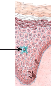 Which of the following is the function of the blue-colored cell in the image?   A)  signaling the immune system about the presence of an invading microbe B)  facilitating the production of T and B lymphocytes C)  secreting an oily substance to coat the skin's surface D)  producing a dark pigment that protects the skin from ultraviolet rays E)  triggering primary lymphoid organs to produce anti-inflammatory hormones