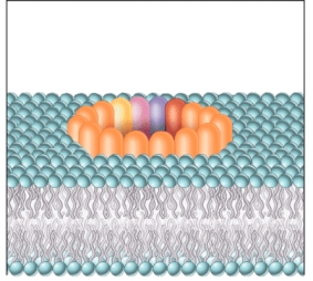 Which of the following is a consequence of the interaction seen in the image?   A)  activation of the classical complement pathway B)  breakdown of the membrane attack complex C)  rupture of a microbial cell D)  suppressed histamine release E)  increased opsonin production