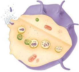 Identify the process depicted by this image.   A)  replication B)  activation C)  leukocytosis D)  extravasation E)  phagocytosis