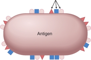Identify the structure marked by the lines in the image.   A)  epitopes B)  antigen receptors C)  haptens D)  antibody presenters E)  pseudopods