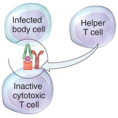 Identify the process in the image.   A)  CD4 cell maturation B)  CD8 cell activation C)  CD4 cell clonal selection D)  CD8 cell suppression E)  CD4 cell formation