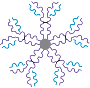 To which class of antibodies does the structure in the image belong?   A)  immunoglobulin A B)  immunoglobulin M C)  immunoglobulin G D)  immunoglobulin E E)  immunoglobulin D