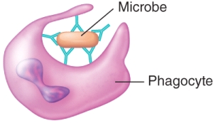 Which of the following antibody actions is depicted in the image?   A)  precipitation B)  complement activation C)  opsonization D)  agglutination E)  antigen neutralization