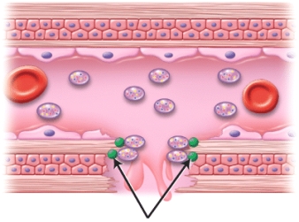 Identify the green circular structures indicated in the image.   A)  platelet-derived growth factors B)  colony-stimulating factors C)  von Willebrand factors D)  hematopoietic growth factors E)  fibrin-stabilizing factors