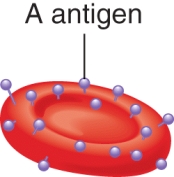 A person whose erythrocytes are as seen in the image below is likely to have a blood group of type AB.  