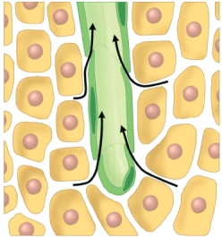 What do the arrows in the image indicate?   A)  the direction of diffusion of plasma proteins B)  the pressure gradient between the surrounding cells and the capillary C)  the fenestrations on the lymphatic capillary walls D)  movement of interstitial fluid into the lymphatic capillary E)  movement of lymph into the lymphatic capillary