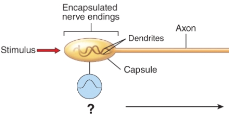 Which type of signal is occurring in the dendrites of the encapsulated nerve endings?   A)  action potentials B)  neurotransmitter exocytosis C)  postsynaptic potentials D)  receptor potentials