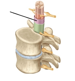 Which of the protective coverings of the spinal cord does the arrow in the image point to?   A)  arachnoid mater B)  dura mater C)  pia mater D)  subarachnoid space
