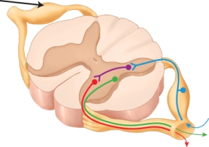 Damage to the region of the spinal column that is identified by the arrow will likely result in which of the following symptoms?   A)  loss of feeling and sensation only B)  loss of motor capabilities only C)  delay between sensation and motor reaction D)  no major loss, other nerves will compensate