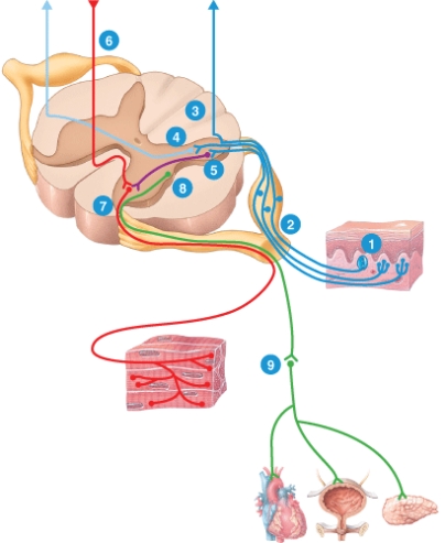 How would damage to the area labeled #1 affect sensory and motor processing by the spinal cord?   A)  failure to communicate with #9 B)  failure to communicate with #8 C)  failure to communicate with #5 D)  failure to communicate with #7