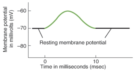 Which of the following conditions would create this graph when a channel opens and the specific ion passes through?   A)  Cl<sup>-</sup> concentration higher outside a cell B)  Cl<sup>-</sup> concentration higher inside a cell C)  Na<sup>+</sup> concentration higher inside a cell D)  either Cl<sup>-</sup> or Na<sup>+</sup> concentrations higher inside a cell