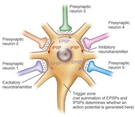 Assume the potentials from the following combinations of dendrites reach the axon hillock/trigger zone at the same time. Which combination will have the greatest chance of generating an action potential?   A)  1, 2, 4 B)  2, 3, 4 C)  3, 4, 5 D)  1, 4, 5