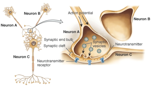 Based on the figure, if Neuron B releases a neurotransmitter that causes a hyperpolarizing potential in Neuron A, would Neuron C be affected, and if so, how?   A)  Yes, the effect on A would lead to a decrease in neurotransmitter release, thus decreasing the output to C. B)  Yes, the effect on A would lead to a increase in neurotransmitter release, thus increasing the output to C. C)  No, because A doesn't directly interact with C. D)  No, because hyperpolarizing potentials don't affect neurotransmitter release.