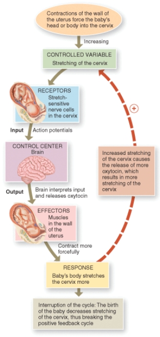 Referring to the flow chart, what directly causes the muscles of the uterus to contract more forcefully?   A)  cervical stretch B)  action potentials in cervical nerve cells C)  oxytocin from the brain D)  the baby's body pushing on the cervix
