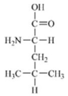 Which of the amino acids is a building block for proteins? A)    B)    C)    D)    E)   