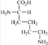 Which of the amino acids contains a basic side chain? A)    B)    C)    D)    E)   