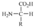 Which of these forms represents how an amino acid exists under physiological conditions? A)    B)    C)    D)    E)   
