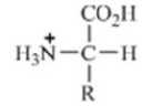 Which of these forms represents how an amino acid exists under physiological conditions? A)    B)    C)    D)    E)   