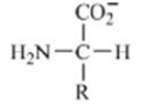 Which of these forms represents how an amino acid exists under physiological conditions? A)    B)    C)    D)    E)   