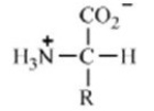 Which of these forms represents how an amino acid exists under physiological conditions? A)    B)    C)    D)    E)   