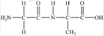 The following peptide is formed from two amino acids:   Which of the following correctly identifies the peptide bond as indicated by the circled bond?   A) A B) B C) C D) D E) E