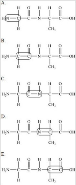 The following peptide is formed from two amino acids:   Which of the following correctly identifies the peptide bond as indicated by the circled bond?   A) A B) B C) C D) D E) E