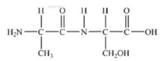 The following peptide is formed from two amino acids:   Which of the following correctly identifies the peptide bond as indicated by the circled bond?   A) A B) B C) C D) D E) E