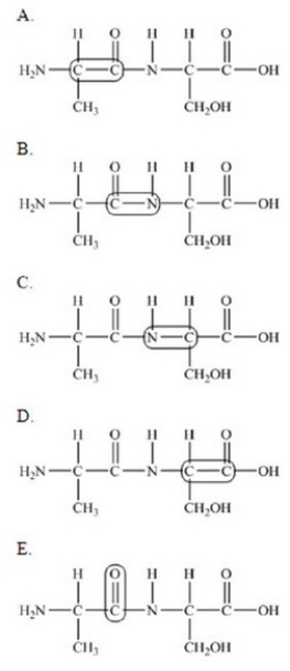 The following peptide is formed from two amino acids:   Which of the following correctly identifies the peptide bond as indicated by the circled bond?   A) A B) B C) C D) D E) E