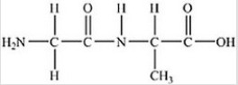 The following peptide is formed from two amino acids:   Which of the following correctly identifies the alpha carbons as indicated by the circled atoms?   A) A B) B C) C D) D E) E