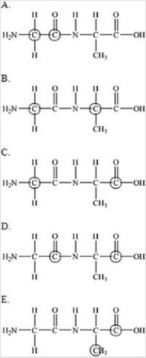 The following peptide is formed from two amino acids:   Which of the following correctly identifies the alpha carbons as indicated by the circled atoms?   A) A B) B C) C D) D E) E