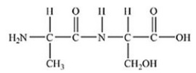 The following peptide is formed from two amino acids:   Which of the following correctly identifies the alpha carbons as indicated by the circled atoms?   A) A B) B C) C D) D E) E