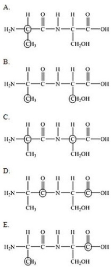 The following peptide is formed from two amino acids:   Which of the following correctly identifies the alpha carbons as indicated by the circled atoms?   A) A B) B C) C D) D E) E