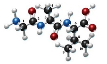 The following molecule is formed by three amino acids:   Identify the alpha carbons (using the numbers as shown) and the side chains for each amino acid in the molecule. A) 1, 2; H, CO B) 3, 5, 8; CH<sub>3</sub>, CO, CH<sub>2</sub>(CH<sub>3</sub>) <sub>2</sub> C) 1, 3, 5; H, CH<sub>3</sub>, CO D) 2, 3, 8; CO, CH<sub>3</sub>, CH<sub>3</sub> E) 1, 3, 6; H, CH<sub>3</sub>, CH<sub>2</sub>(CH<sub>3</sub>) <sub>2</sub>
