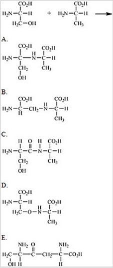 Which of the following correctly shows the product of the reaction between serine and alanine?   A) A B) B C) C D) D E) E
