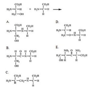 Which of the following correctly shows the product of the reaction between serine and glycine?   A) A B) B C) C D) D E) E