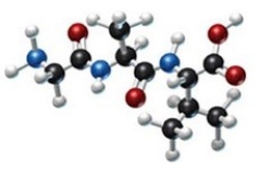 How many different amino acids are obtained by hydrolyzing all the peptide bonds in the following polypeptide?   A) 0 B) 1 C) 2 D) 3 E) 4