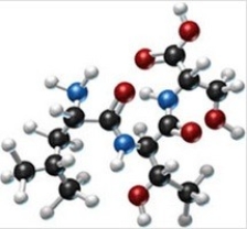 How many different amino acids are obtained by hydrolyzing all the peptide bonds in the following polypeptide?   A) 1 B) 2 C) 3 D) 4 E) 5