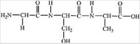 How many different amino acids are obtained by hydrolyzing all the peptide bonds in the following polypeptide?   A) 1 B) 2 C) 3 D) 4 E) 5
