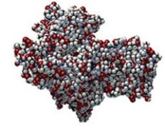 Which type of protein structure is illustrated by this image of hexokinase?   A) primary B) secondary C) tertiary D) quaternary E) helical