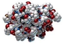 Which type of protein structure is illustrated by this image of bacterial protein G?   A) primary B) secondary C) tertiary D) quaternary E) helical