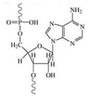 Identify the following structure.   A) amino acid B) DNA C) lipid D) nucleotide E) glucose