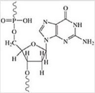 Identify the sugar and nucleic acid in which this structure would be found.   A) ribose, DNA B) deoxyribose, RNA C) ribose, RNA D) deoxyribose, DNA E) glucose, gluconic acid
