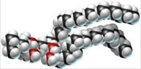 Classify the following molecule:   A) glycolipid B) phospholipid C) triglyceride D) lecithin E) wax
