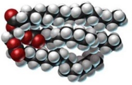Classify the following molecule:   A) glycolipid B) phospholipid C) triglyceride D) lecithin E) wax