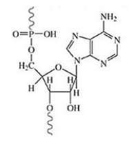 This nucleotide comes from DNA.  