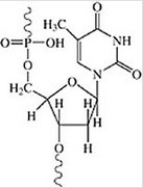 This nucleotide comes from DNA.  