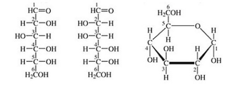 The cyclic structure arises from the left one of the two linear structures of monosaccharides.  