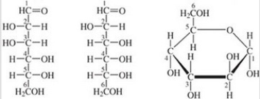 The cyclic structure arises from the left one of the two linear structures of monosaccharides.  